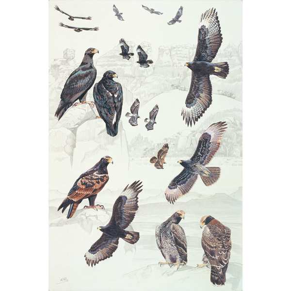 Verreaux's Eagle by RAG Davies 