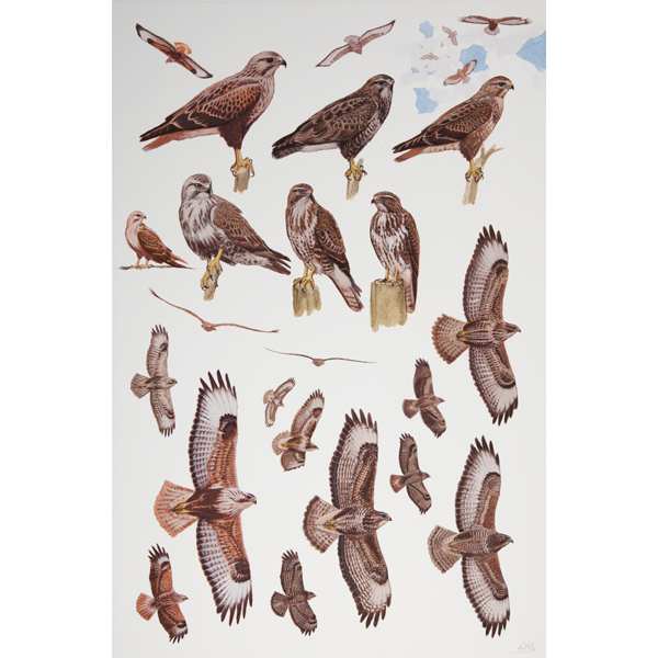 Long-legged, Common and Steppe Buzzards, African raptors plate no. 29 by RAG Davies 