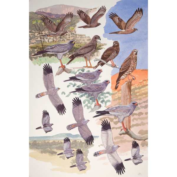 Chanting Goshawks, African raptors plate no. 19 by RAG Davies 