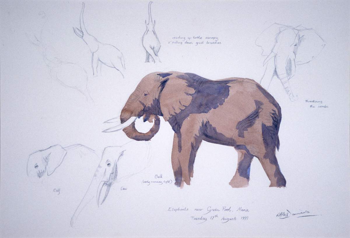 Elephant, Mana by RAG Davies 