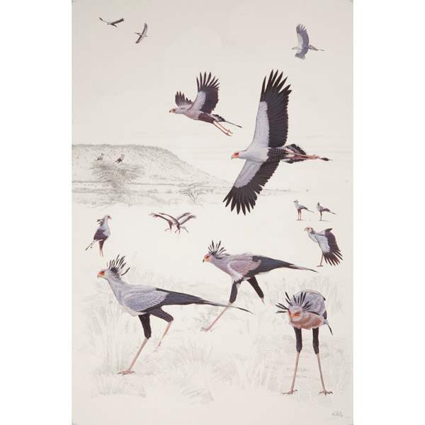 Secretarybird, African raptors plate no. 1 by RAG Davies 