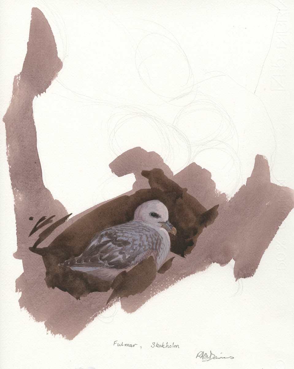 Fulmar nesting Skokholm by RAG Davies 