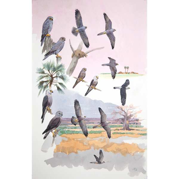 Grey & Dickinson's Kestrel by RAG Davies 