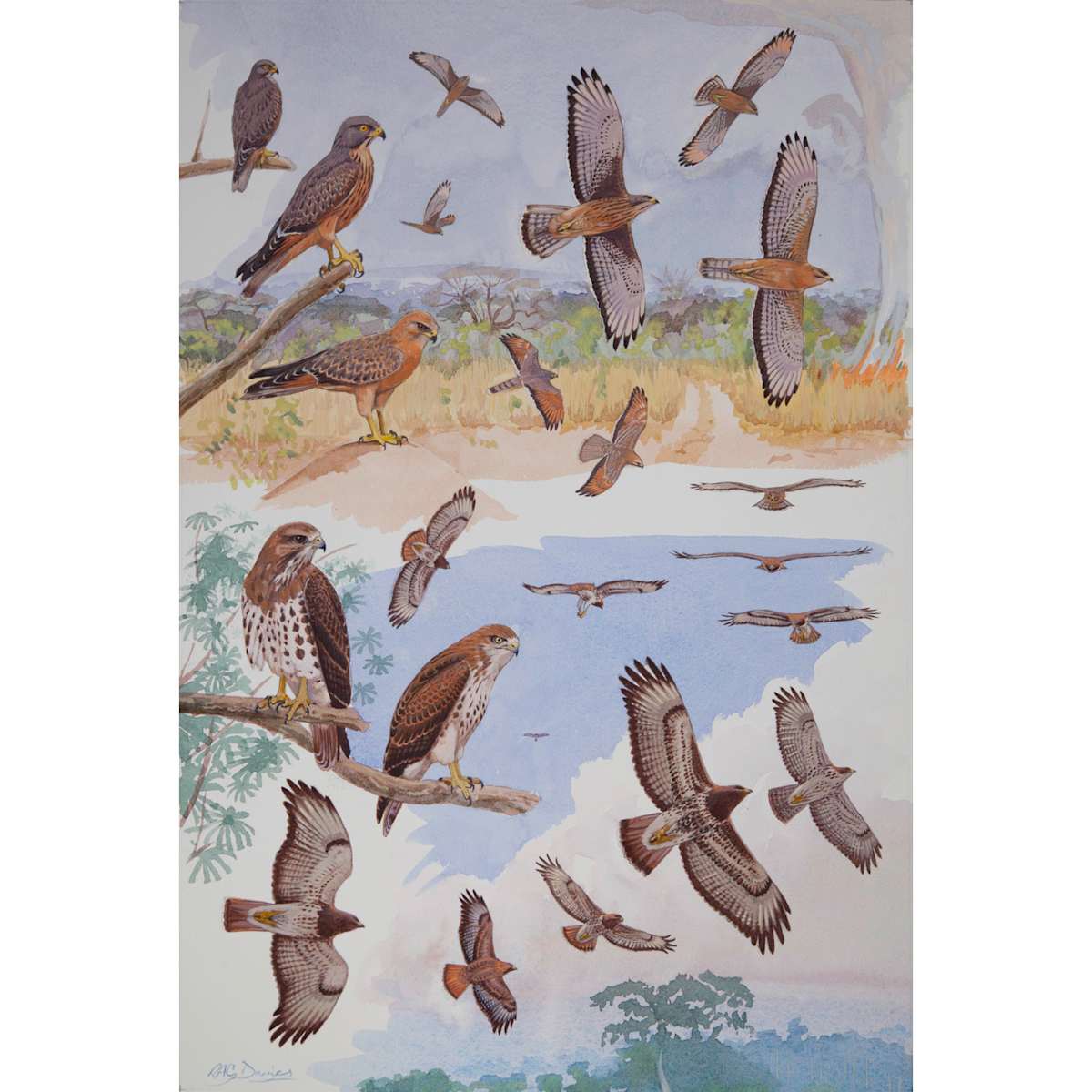 Grasshopper and Red-necked Buzzards, African raptors plate no. 28 by RAG Davies 