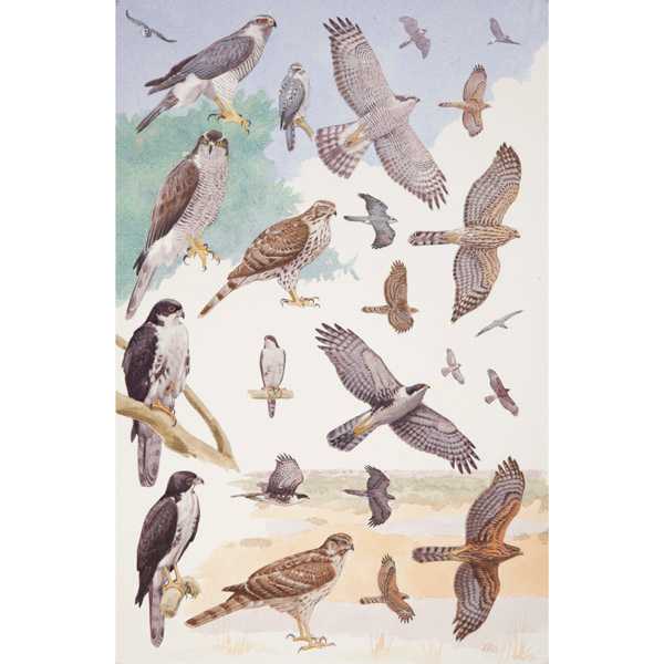 Northern Goshawk and Black Sparrowhawk, African raptors plate no. 27 by RAG Davies 