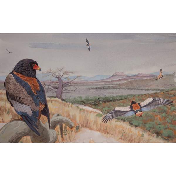 Bateleurs, African raptors cover artwork by RAG Davies 