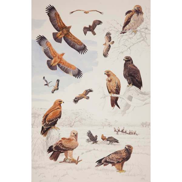 Tawny Eagle by RAG Davies 
