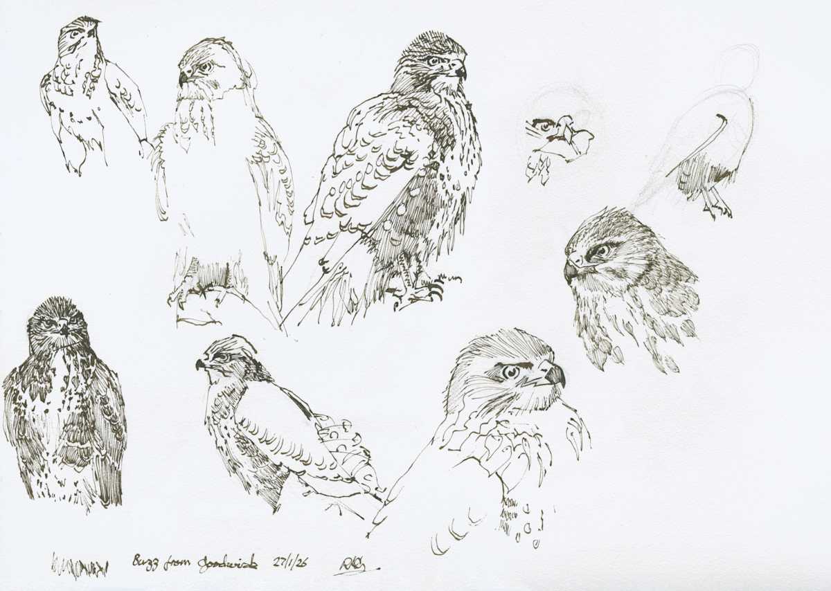 Goodie, pen and inks by RAG Davies 