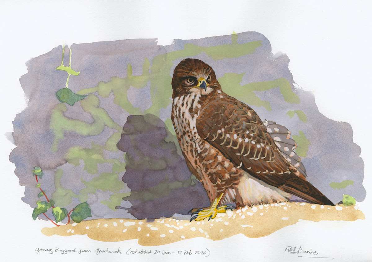 Young Buzzard from Goodwick by RAG Davies, Image 1.