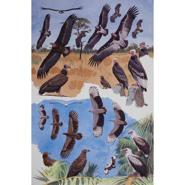 Palmnut & White-headed Vulture plate no. 7 by RAG Davies 