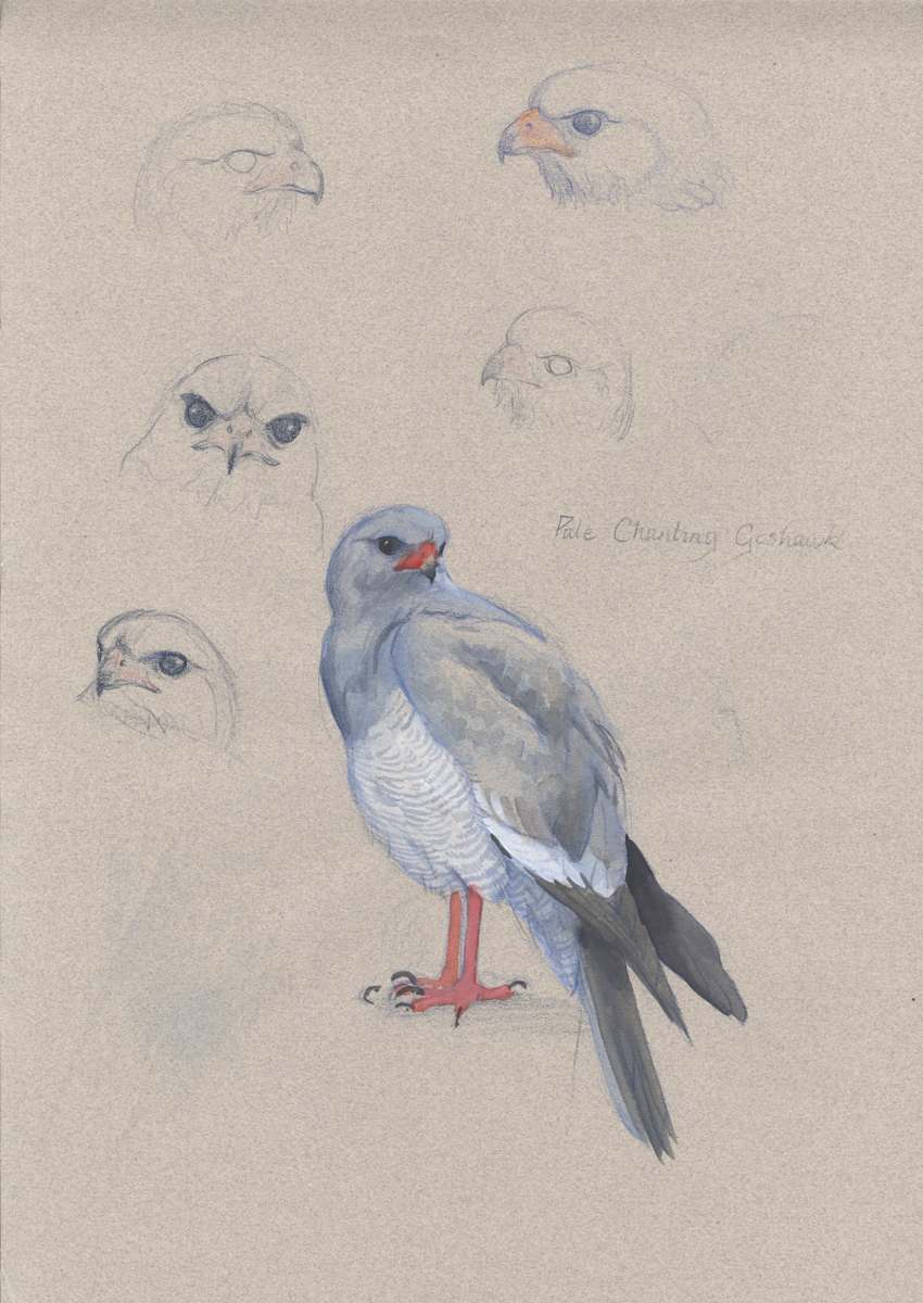 Pale Chanting Goshawk by RAG Davies 
