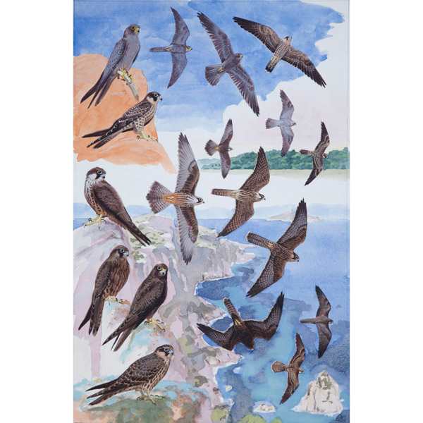 Sooty & Eleanora's Falcon by RAG Davies 