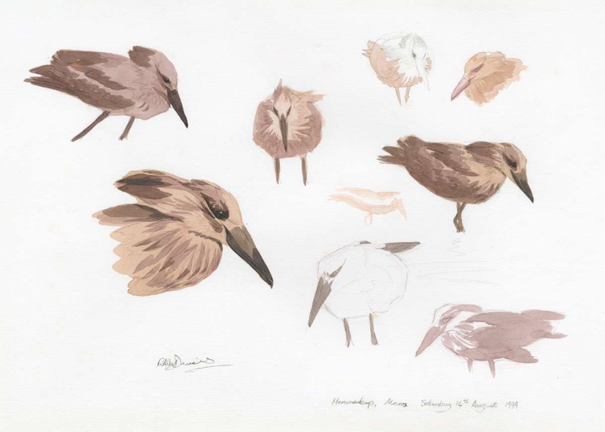 Hammerkop by RAG Davies 