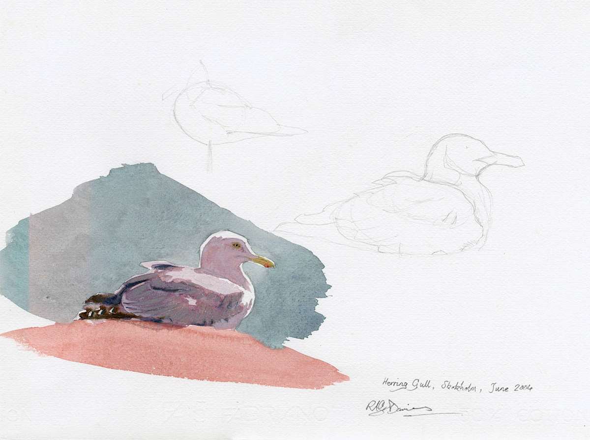 Herring gull by RAG Davies 