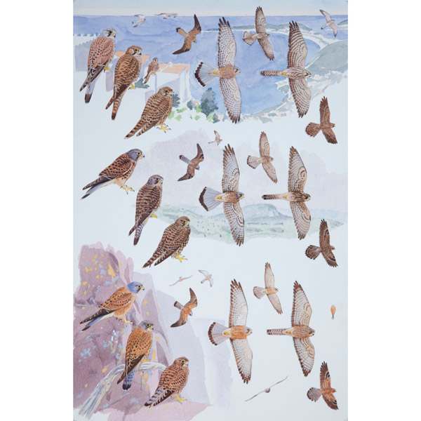 Common, Mountain & Rock Kestrel by RAG Davies 