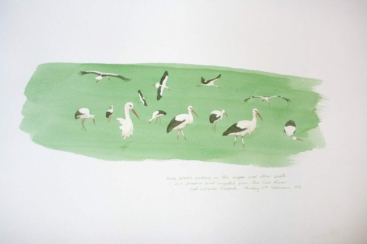 white storks feeding by RAG Davies 