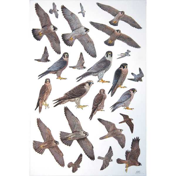 Peregrine & Barbary Falcon by RAG Davies 