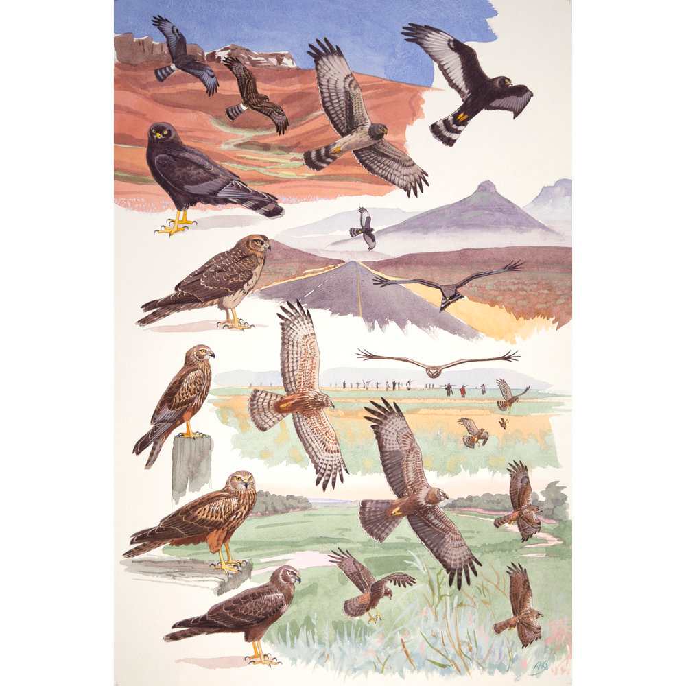 African Marsh & Black Harriers, African raptors plate no. 16 by RAG Davies 