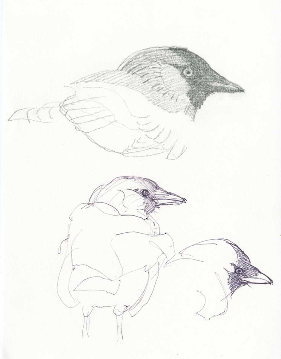 Jackdaw sketches by RAG Davies 