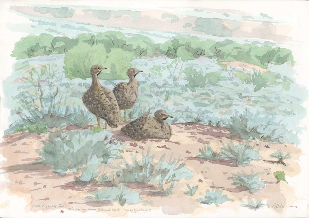 Karoo Korhaan Trio by RAG Davies 