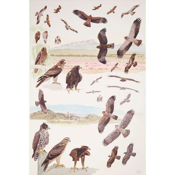 Booted and Ayres's Eagles, African raptors plate no. 39 by RAG Davies 
