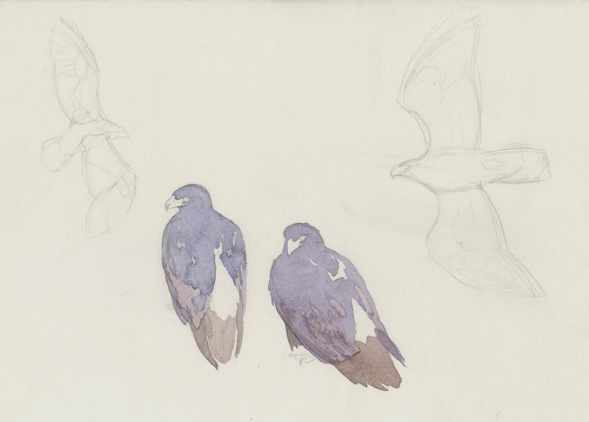 Verreaux Eagle Pair, Karoo National Park by RAG Davies 