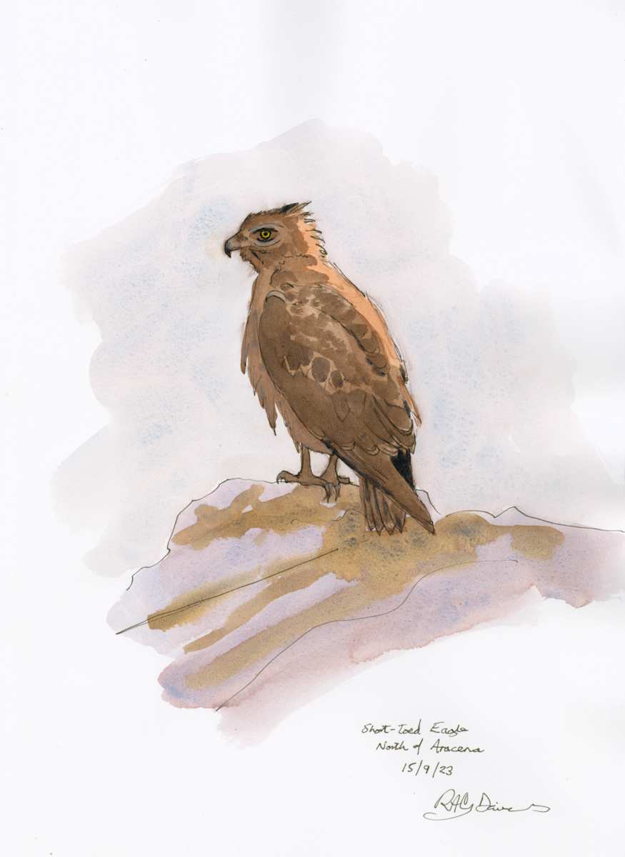 Short-toed Eagle by RAG Davies 