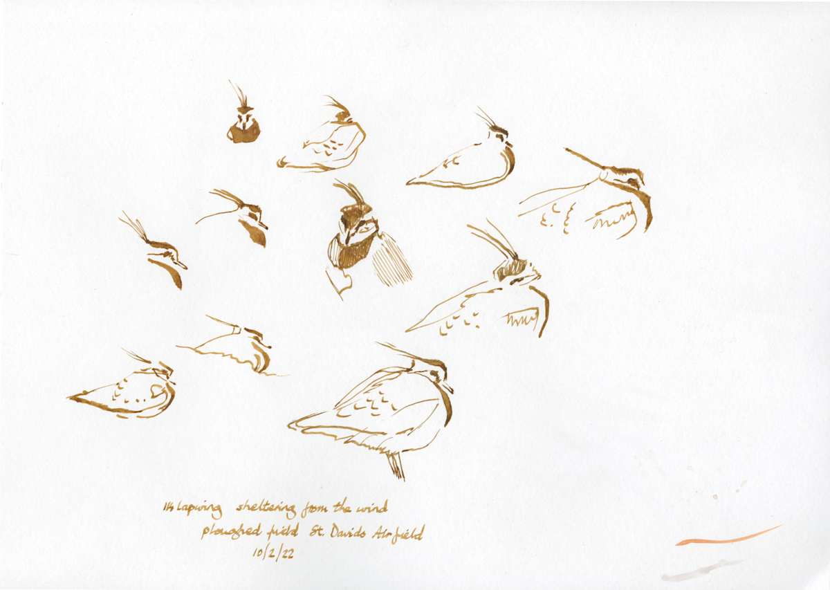 Lapwings Sheltering (pen and ink) by RAG Davies 