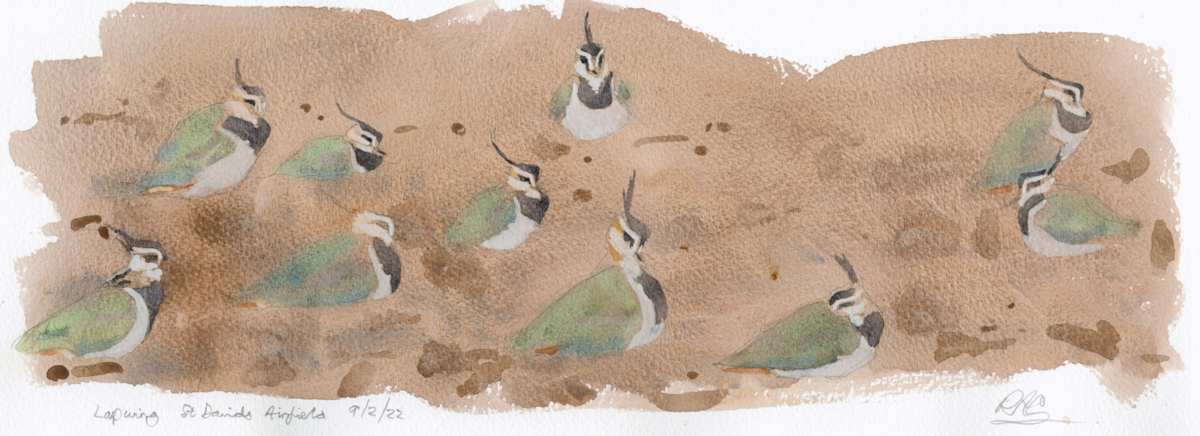 Lapwings sheltering by RAG Davies 