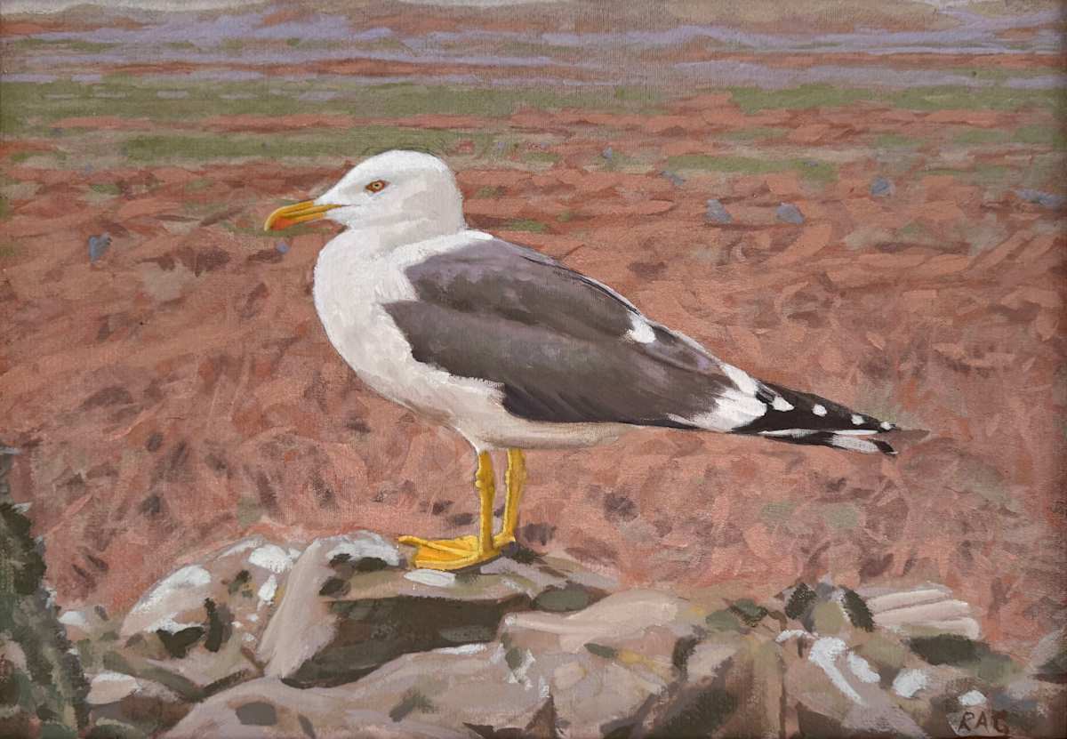 Lesser Black Backed Gull on Skomer by RAG Davies 
