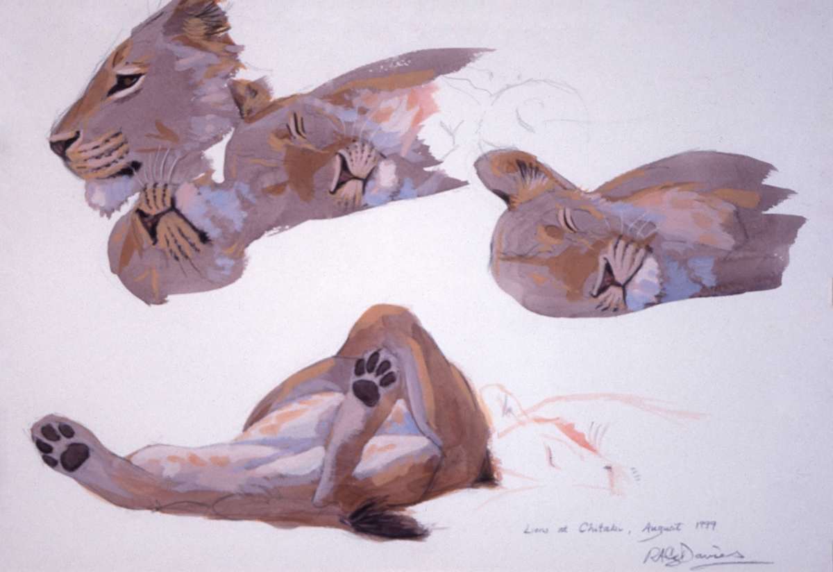 Lions at Chitaki by RAG Davies 