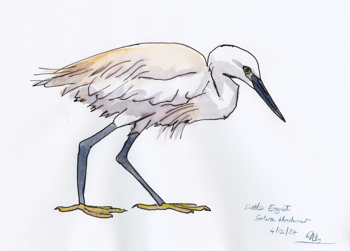 Little Egret, Solva Harbour by RAG Davies 