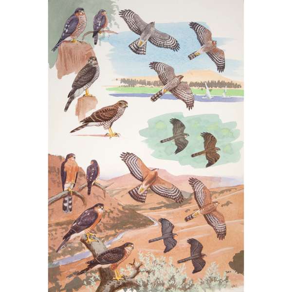 Eurasian and Rufous-breasted Sparrowhawks, African raptors plate no. 26 by RAG Davies 