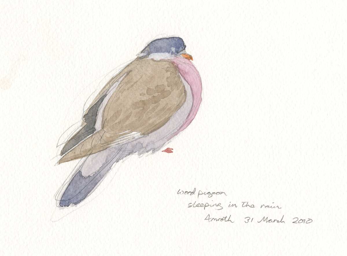 Woodpigeon Sleeping by RAG Davies 