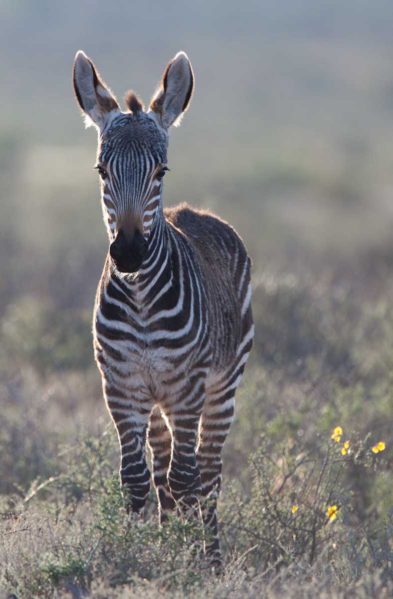 Baby Mountain Zebra by RAG Davies 