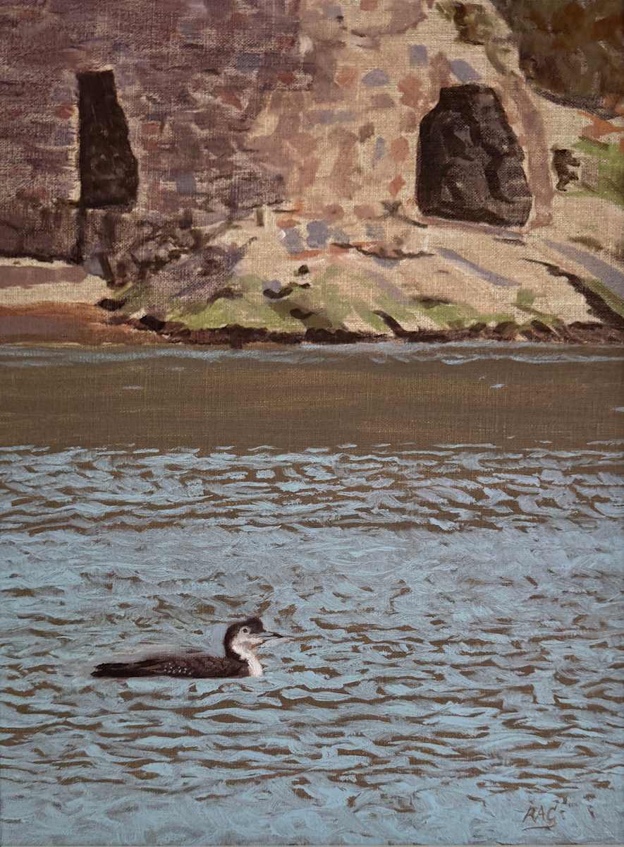 Great Northern Diver & Lime Kilns at Solva Harbour by RAG Davies 