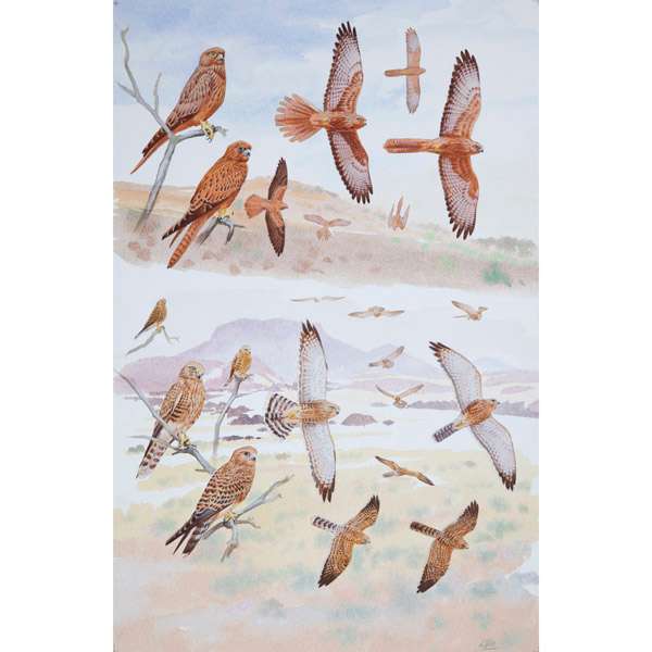 Greater & Fox Kestrel by RAG Davies 