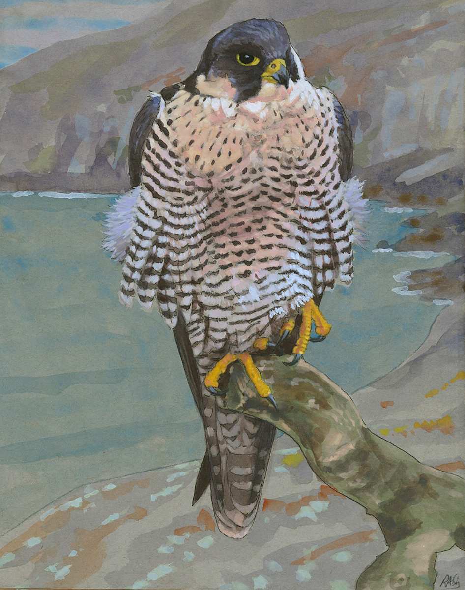 Peregrine Falcon, small print by RAG Davies, Image 1.