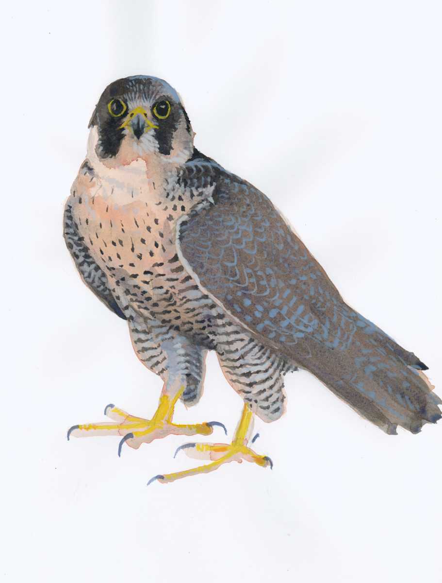 Penberi Falcon watercolour sketch by RAG Davies 