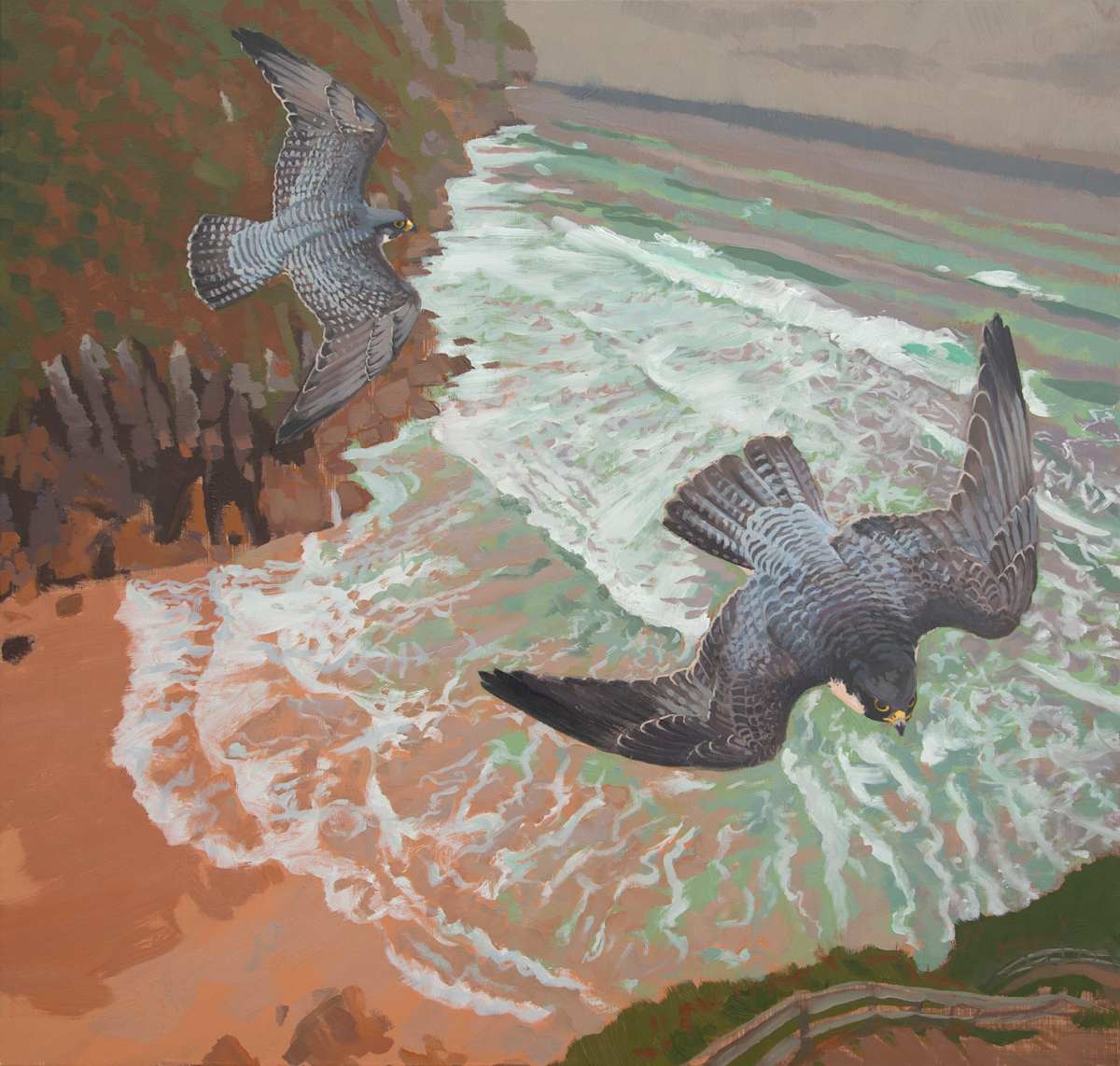 Peregrines (Brookei) at Punta de Vidiago by RAG Davies 