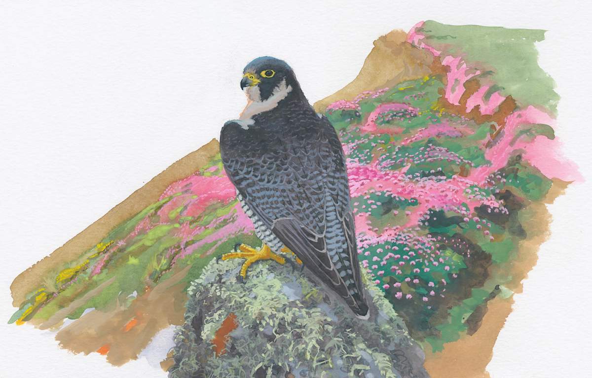 Peregrine with Thrift by RAG Davies, Image 1.