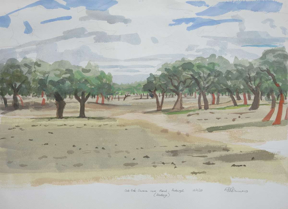 Cork Oak Savanna near Portel by RAG Davies 