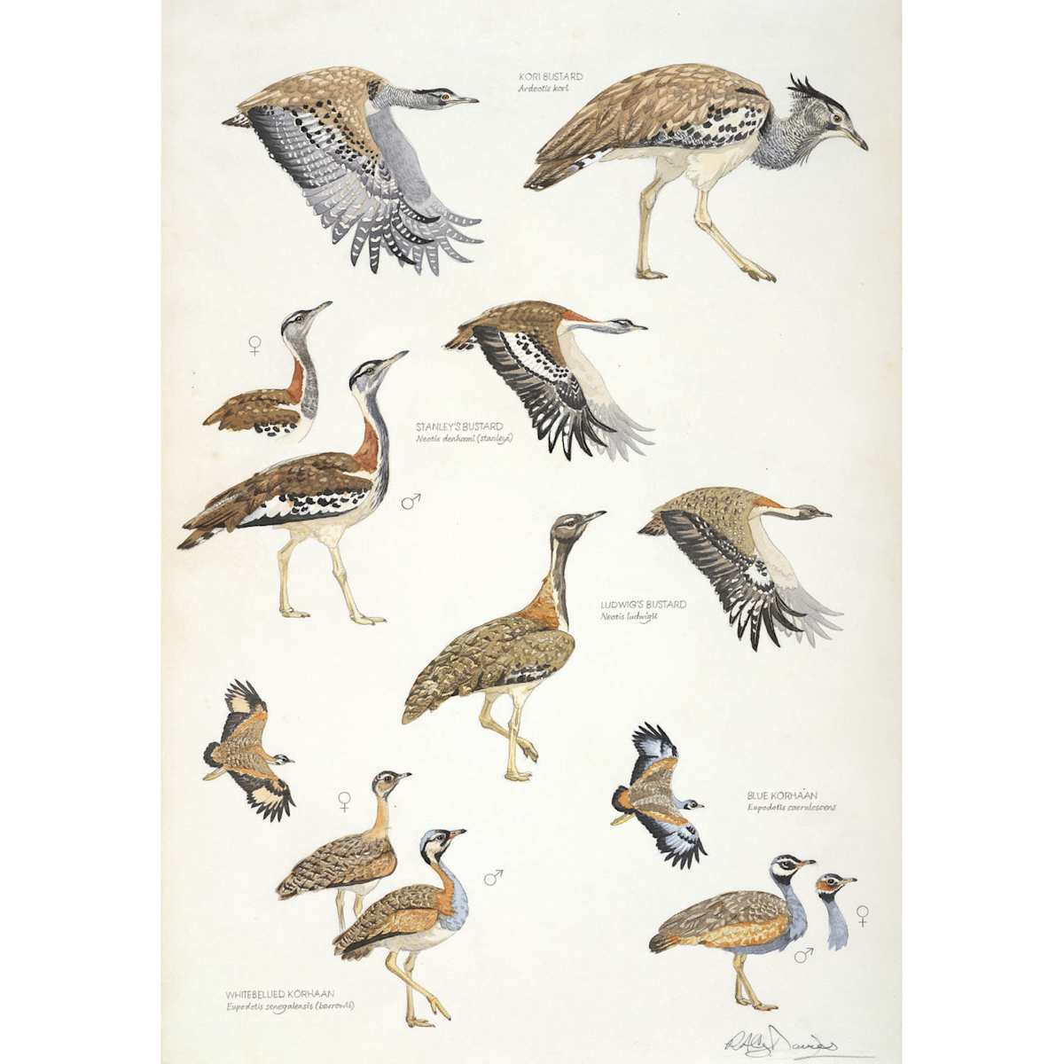 African Bustards, Plate no.1 by RAG Davies 