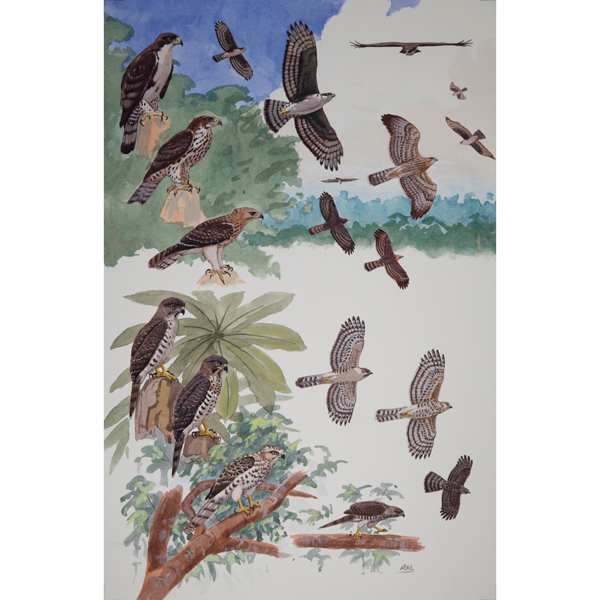 Cassin's Hawk Eagle and Congo Serpent Eagle, African raptors plate no. 41 by RAG Davies 