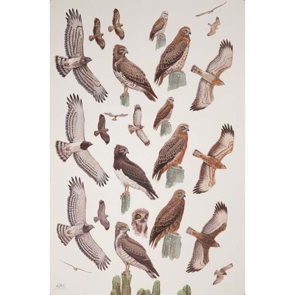 Black-breasted, Beaudouin's & Short-toed Snake Eagles, African raptors plate no. 12 by RAG Davies 