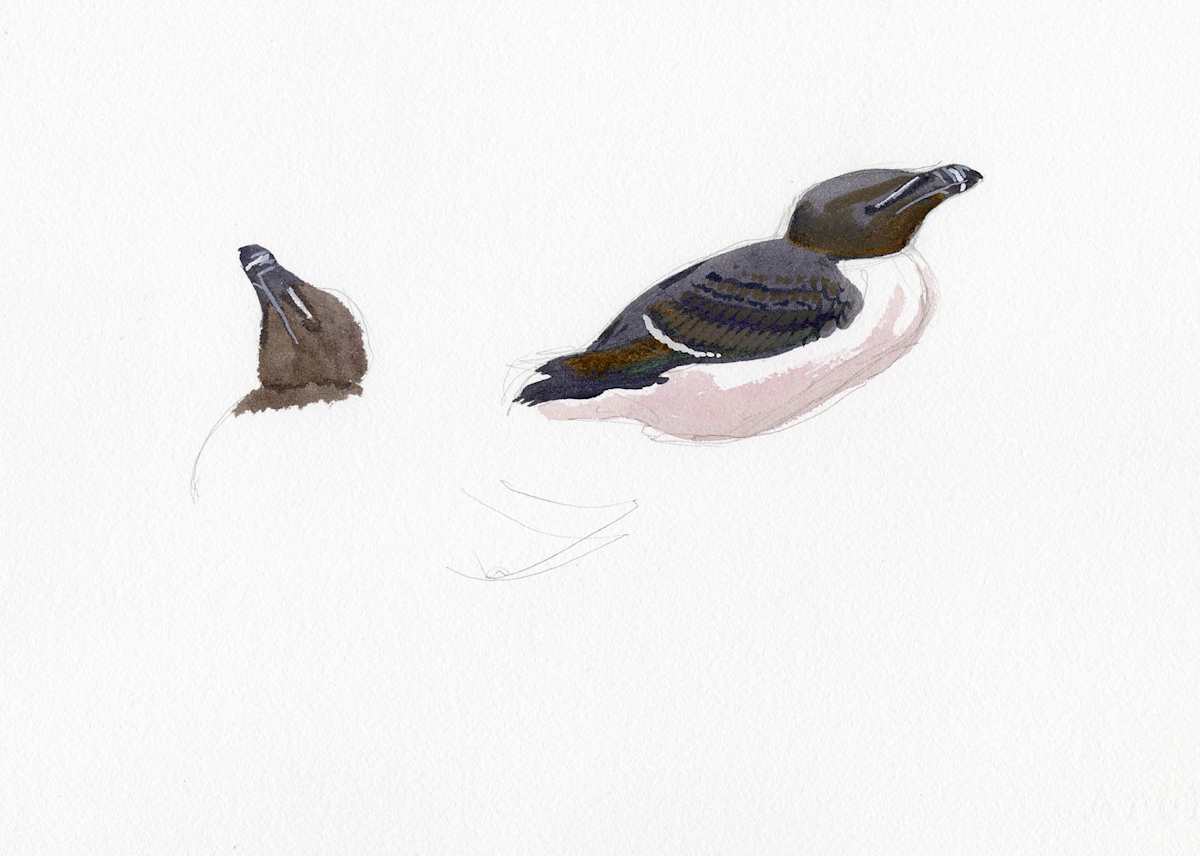 Razorbills, Skokholm by RAG Davies 