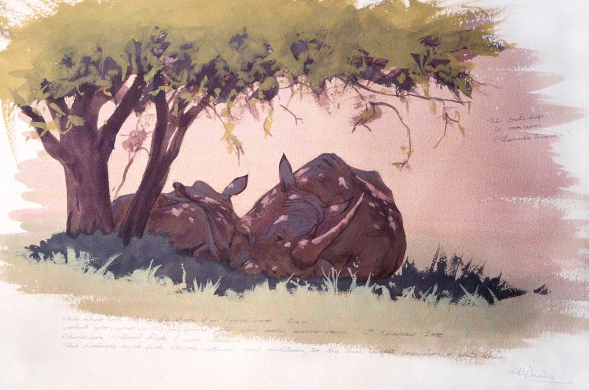Rhinos, Pilanesberg by RAG Davies 