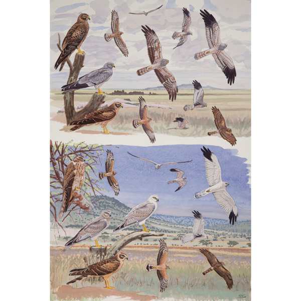 Montagu's and Pallid Harriers, African raptors plate no. 15 by RAG Davies 