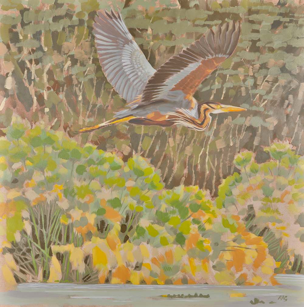 Purple heron,  Lake Naivasha, 2018 by RAG Davies 
