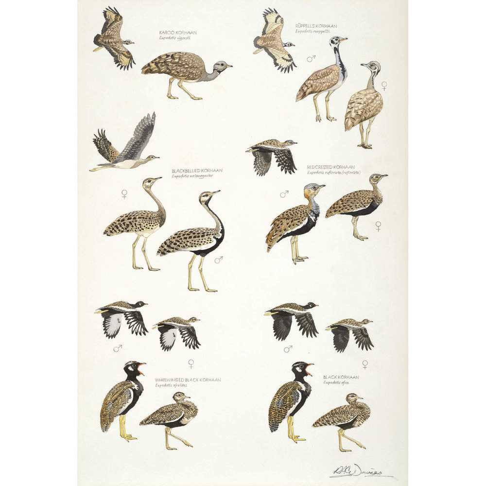African Bustards, Plate no.2 by RAG Davies 